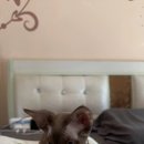 로얄플라잉 이미지