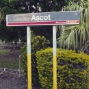 아스콧헤어 이미지