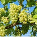 청포도 이미지