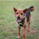 금비켄넬 이미지