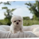 광주 강아지분양 고양이분양 어반펫 광주본점 이미지