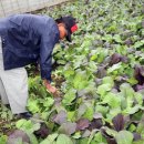 인호농장 이미지