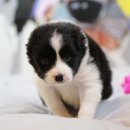 도그마루 강아지 고양이 마포용산점 이미지