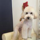 애견샵 컬리독 이미지