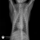 리버동물의료센터 이미지