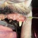 코끼리동물병원 이미지