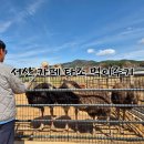 햇빛농장 | 충남 서산 카페 스핑크스타조농장 솔직후기