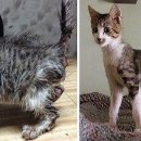 꽃냥이네 이미지