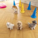 윤은채 재활 한방 동물병원 이미지