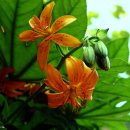 태하 성하신당 이미지