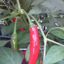 대화초등학교 이미지