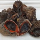 전복총각 이미지