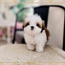 코코애견클럽 | 과천시츄분양 받은 우리 집 행복한 일상