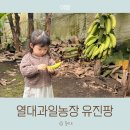 자유로농장 | 제주 체험농장 아이와 함께 열대과일농장 유진팡 바나나따기