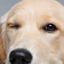 광주첨단YB동물병원 이미지