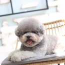 우리집강아지 애견미용 이미지