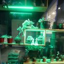 강화 신토오리 이미지