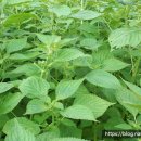 대방농장 이미지