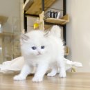 수원고양이분양 고사남 본점 이미지