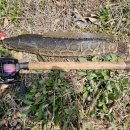 자작이 3호~~ 이미지