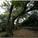 와흘본향당 이미지