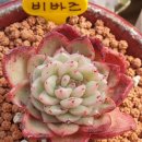비바즈