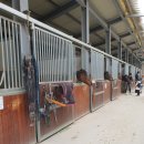 서서울승마클럽 이미지