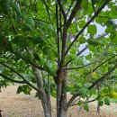 통골농장 이미지