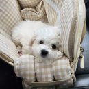 솜마-가 | 경주 애견펜션 추천 솜마애견풀빌라 내돈내산 후기