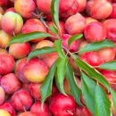 우림농장1 이미지