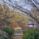 (주)통일관광 | 전남 구례 산수유축제 다녀온 후기, 노란 봄이 물든 힐링 여행