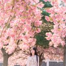 아름다운꽃나라 이미지