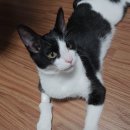 맘모아 국물 떡볶이 이미지