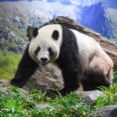판다 이미지