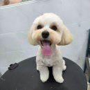 댕댕그루밍 이미지