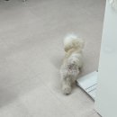 씨유 평택서재로점 | 평택애견미용 캉스펫 미니비숑 스포팅 후기