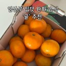 달귤달귤 | 임산부 입덧 완화 '귤' 추천 : 한달간 3박스 먹은 귤 순위 후기 (귤탐/온브릭스/해풍맞은올레길)