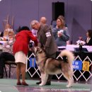 2006 alaskan malamute national specialty show 관람후기 이미지