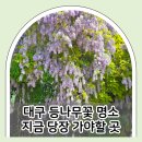 대백마트(대구역) | 대구 등나무꽃 명소 각산역 근처 대백마트 물류센터 아이와 나들이