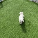 가평댕댕이애견독채펜션퍼플 | 가평여행 강아지가 좋아하는 애견동반펜션 댕댕이애견독채펜션 퍼플 5호