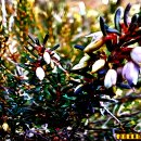 에리카(ERICA)