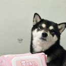 우리펫 | 강아지 산책 후 발닦기 우리들의 반려생활 펫티슈 솔직후기