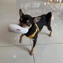 더엘동물의료센터 이미지