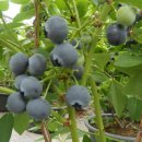 철마농장 이미지