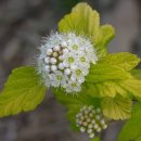 황금이식물원 이미지