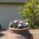 (주)코피아 이미지