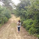 사계 돌담숲 이미지