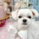 딜루디움 이미지