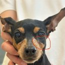 야은로-24 이미지