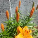 솔개마루 이미지